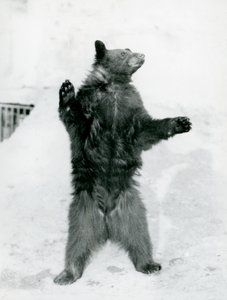 Un oso negro de pie en su recinto, en las terrazas de Mappin, en el Zoológico de Londres en 1917